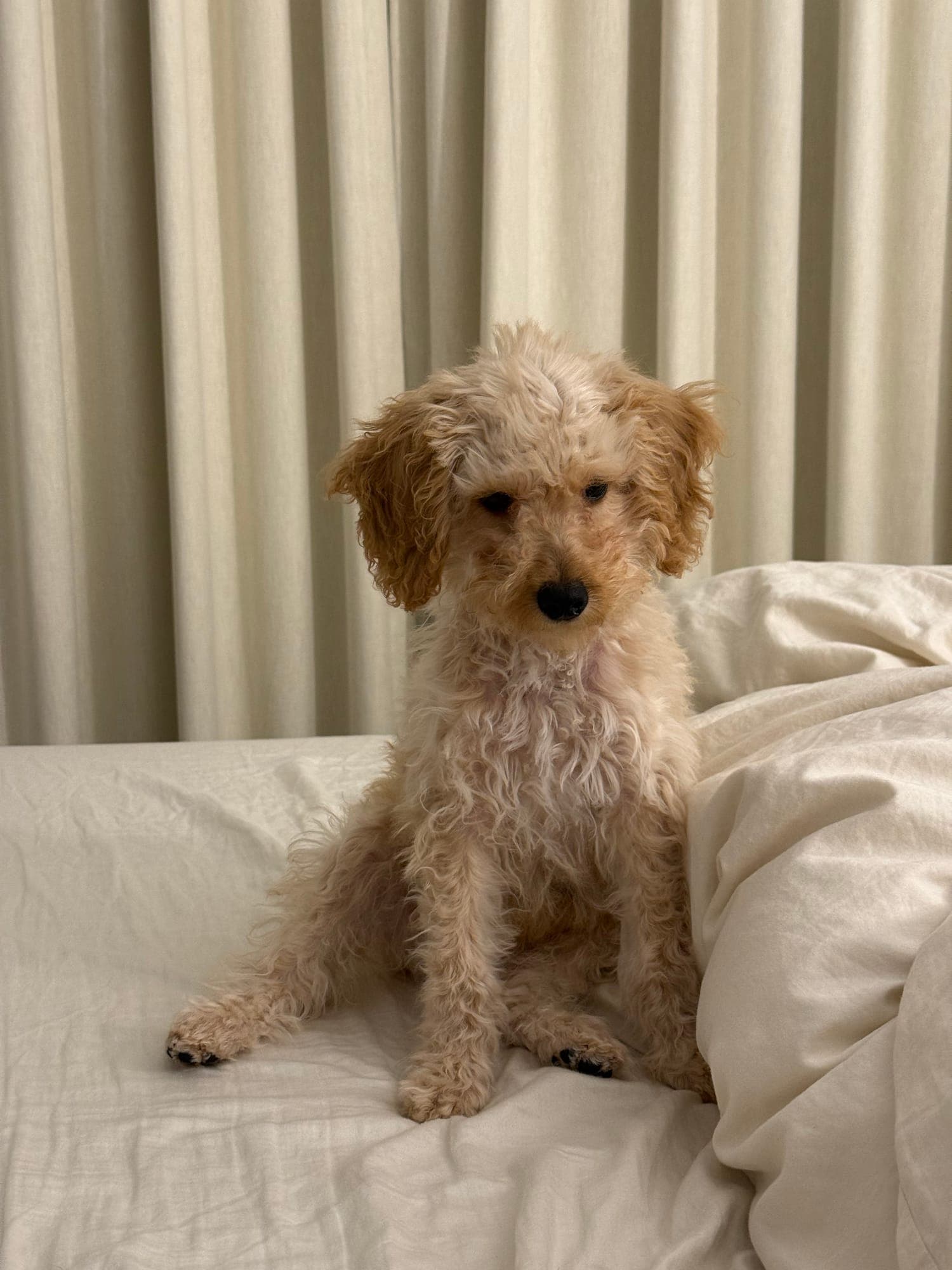 Bunny sitting on a white duvet in front of pale curtains.
